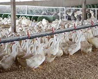 US BIrd Flu: Bird flu outbreak at US dairy farms cause public health concerns