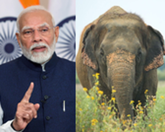 World Elephant Day 2024: PM Modi reaffirms commitment to conserve tuskers, their habitat